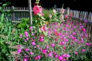 Verschiedene rosa blühende Blumen im Garten