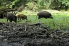 Drei Wildschweine in einem morastigen Gewässer, einer sogenannten Wildschweinsuhle