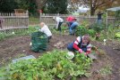 Personen knien über Beeten im Schulgarten