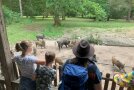 Gruppe beobachtet Wildschweine beim fressen an einer Schaufütterung