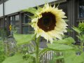 Sonnenblumen - ein  "Muss" in jedem Garten
