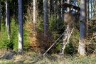 Hochsitz mit Leiter und Tarnnetz umgeben von alten Fichten und jungen Bäumen
