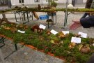 Tisch mit Moos bedeckt und echten Pilzen die beschriftet sind