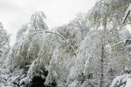 Baumkronen mit Schnee bedeckt, die sich unter der Last biegen