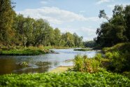 Naturwald Isarauen