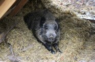 Ein Wildschwein liegt gestreckt auf dem Bauch in einer Hütte mit Stroh