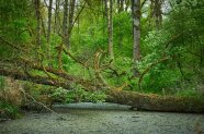 Totholz im Naturwald