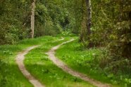 Auf vielen Pfaden in den Naturwald eintauchen