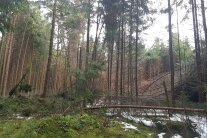 Wald mit umgeknickten Bäumen im Vordergrund
