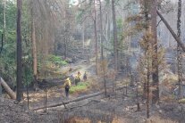 Feuerwehrleute laufen durch verbranntes Waldgebiet wo es noch vereinzelnt qualmt.