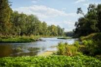 Naturwald Isarauen