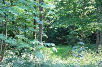 Vergraste Rückegasse im Wald