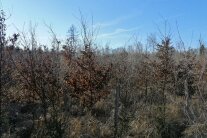 Wiederaufgeforstete Fläche im Herbst mit Buchen und anderen Baumarten bei blauen Himmel