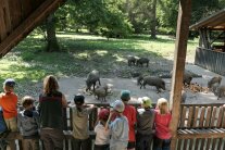 Neun Kinder und eine Erwachsene stehen vor einem Zaun und schauen Wildschweinen bei fressen zu 