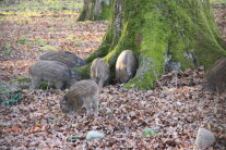 Frischlinge vor einem Baum