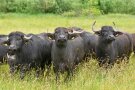 Wasserbüffelherde stehen auf einer Weide