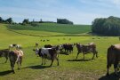 Mehrere Kühe stehen auf einer Weide