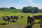 Mehrere Kühe stehen auf einer Weide