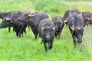 Wasserbüffelherde laufen auf einer Wiese