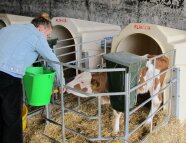 Eine Frau streichelt Kälber