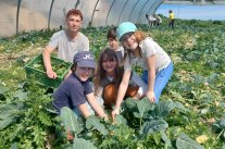 Mehrere Kinder ernten Kohlrabi