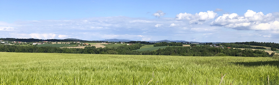 Landschaftspanorama mit Kornfeld und bewaldeten Hügeln im Hintergrund