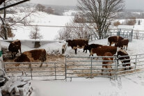 Kühe im Schnee innerhalb einer metallernen Abzäunung 